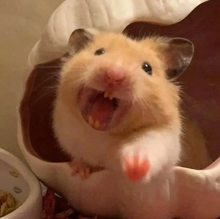 Hài hước meme chuột hamster: Những hình ảnh đáng yêu và thú vị 62