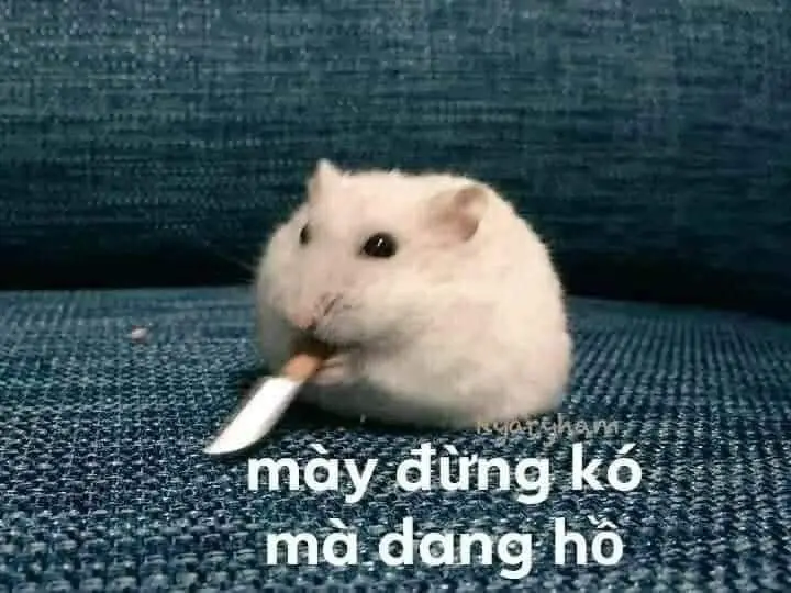 Hài hước meme chuột hamster: Những hình ảnh đáng yêu và thú vị 63