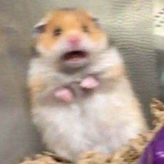 Hài hước meme chuột hamster: Những hình ảnh đáng yêu và thú vị 64