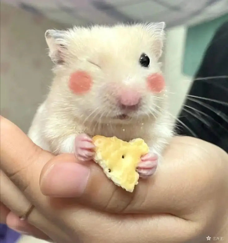 Hài hước meme chuột hamster: Những hình ảnh đáng yêu và thú vị 66