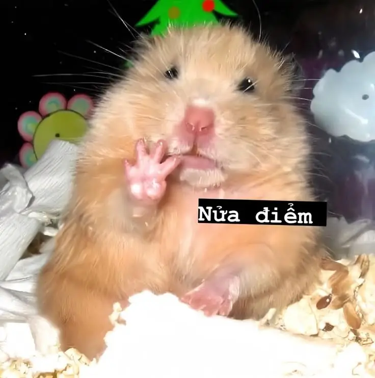 Hài hước meme chuột hamster: Những hình ảnh đáng yêu và thú vị 67