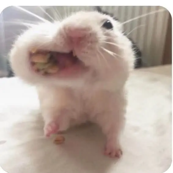 Hài hước meme chuột hamster: Những hình ảnh đáng yêu và thú vị 69