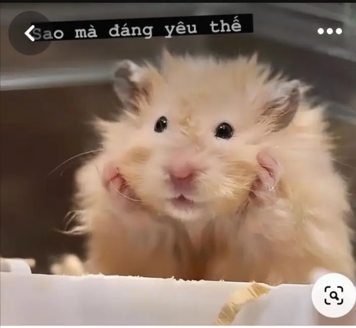 Hài hước meme chuột hamster: Những hình ảnh đáng yêu và thú vị 78