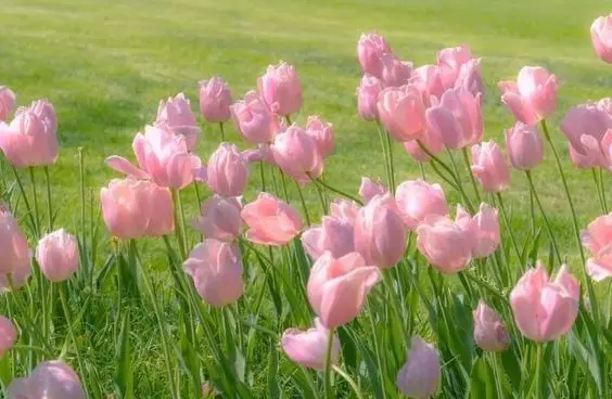 Hình Nền Hoa Tulip Chill - 100 Hình Ảnh Hoài Niệm 19