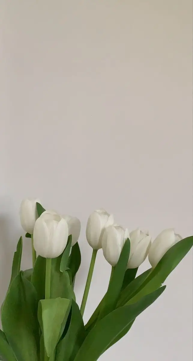 Hình nền hoa tulip trắng - Nét đẹp của thiên nhiên 2