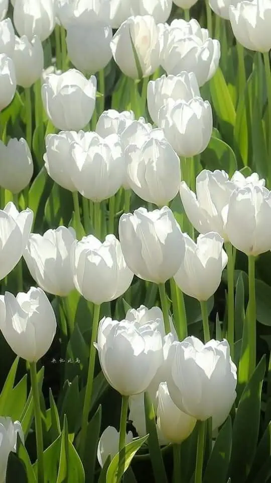 Hình nền hoa tulip trắng - Nét đẹp của thiên nhiên 25