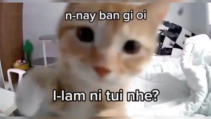 Meme không biết nói gì: Khi ngôn từ trở nên thừa thãi 10