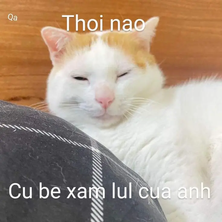 Meme không biết nói gì: Khi ngôn từ trở nên thừa thãi 60