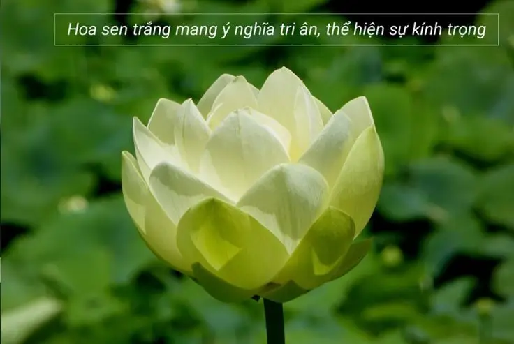 Ý nghĩa của màu hoa sen trắng trong đám tang 62