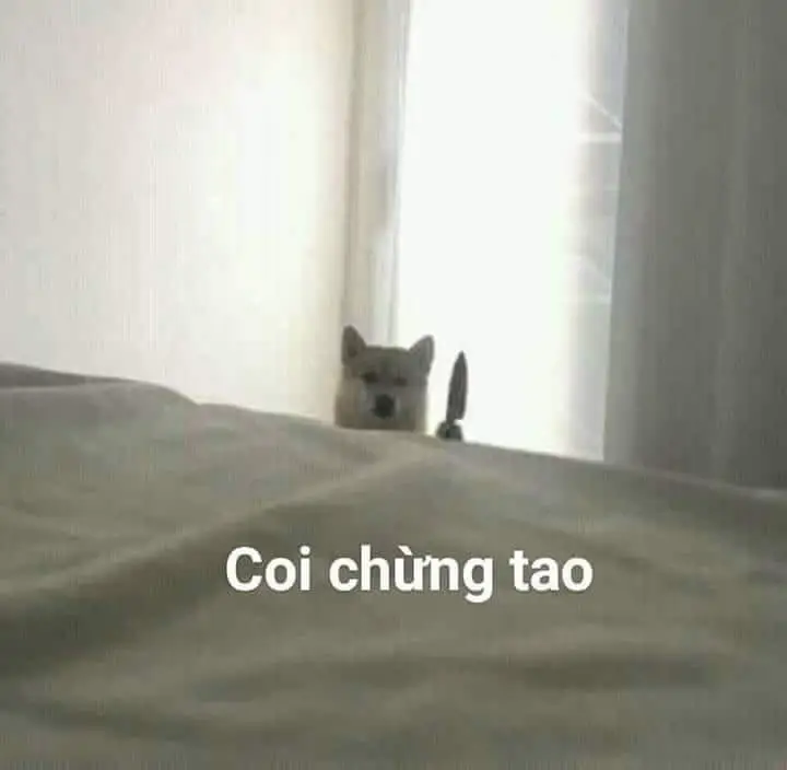 Meme con mèo cầm dao: Sát thủ đáng yêu