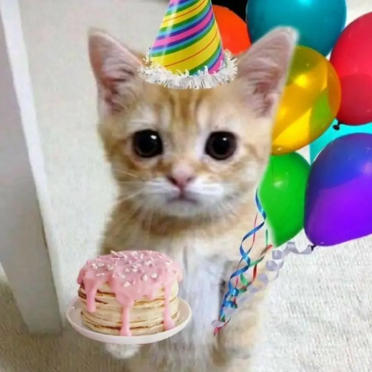 Meme Happy Birthday to You: Chúc mừng sinh nhật độc đáo 47