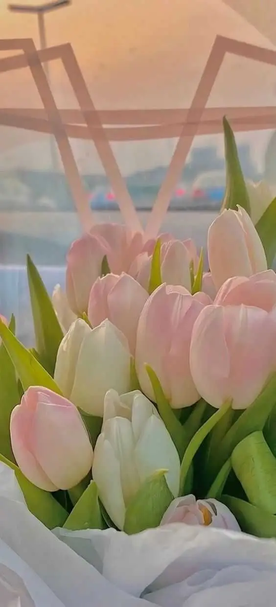 Tulip Đẹp - Hình Nền Hoa Tulip Tuyệt Đẹp 5