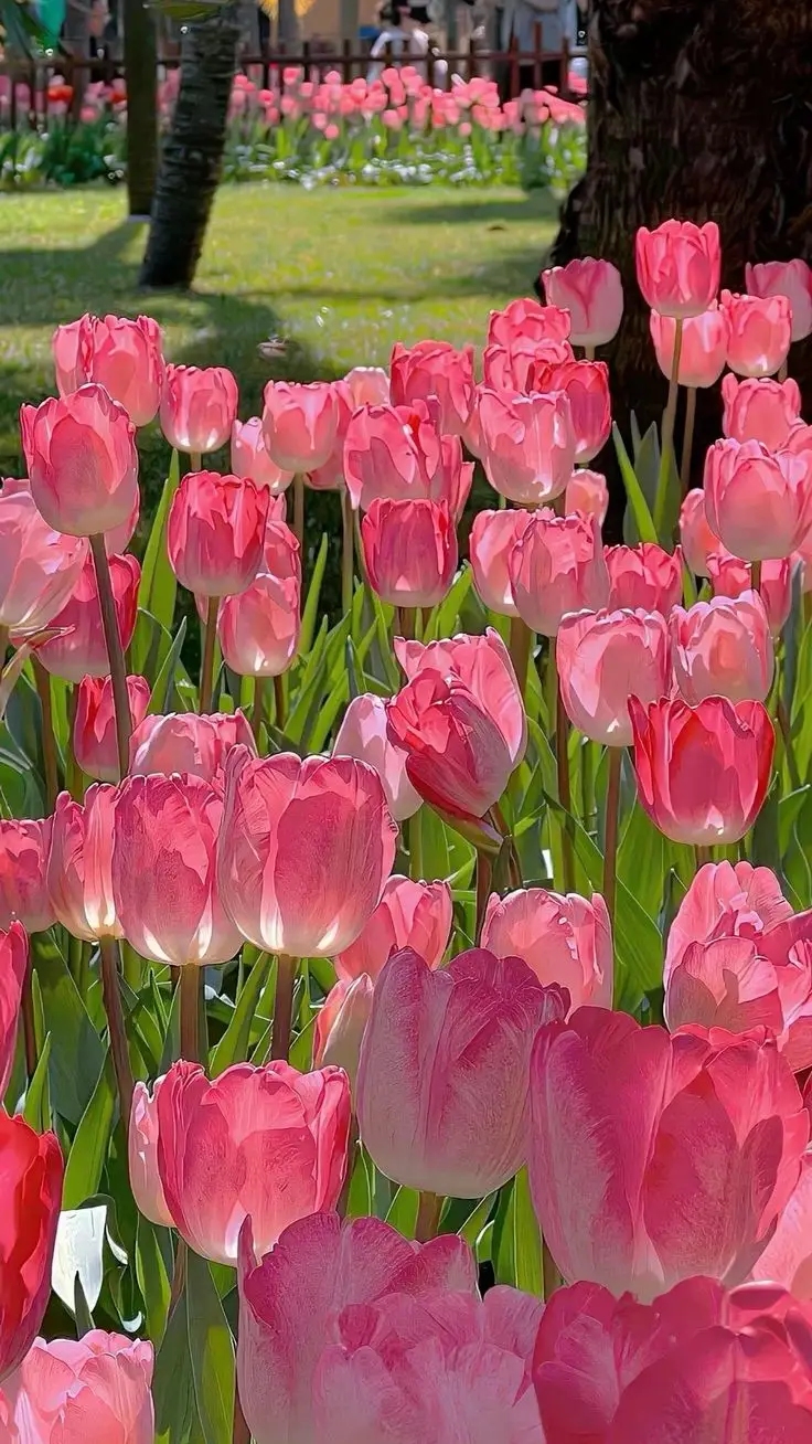 Tulip Đẹp - Hình Nền Hoa Tulip Tuyệt Đẹp 21