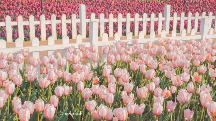 Tulip Đẹp - Hình Nền Hoa Tulip Tuyệt Đẹp 28