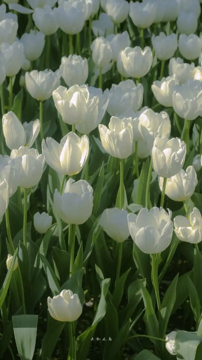 Tulip Đẹp - Hình Nền Hoa Tulip Tuyệt Đẹp 37